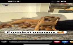 Labrador Retriever dogs for sale: Beautiful red fox KC registered labrador puppies  - Image 9