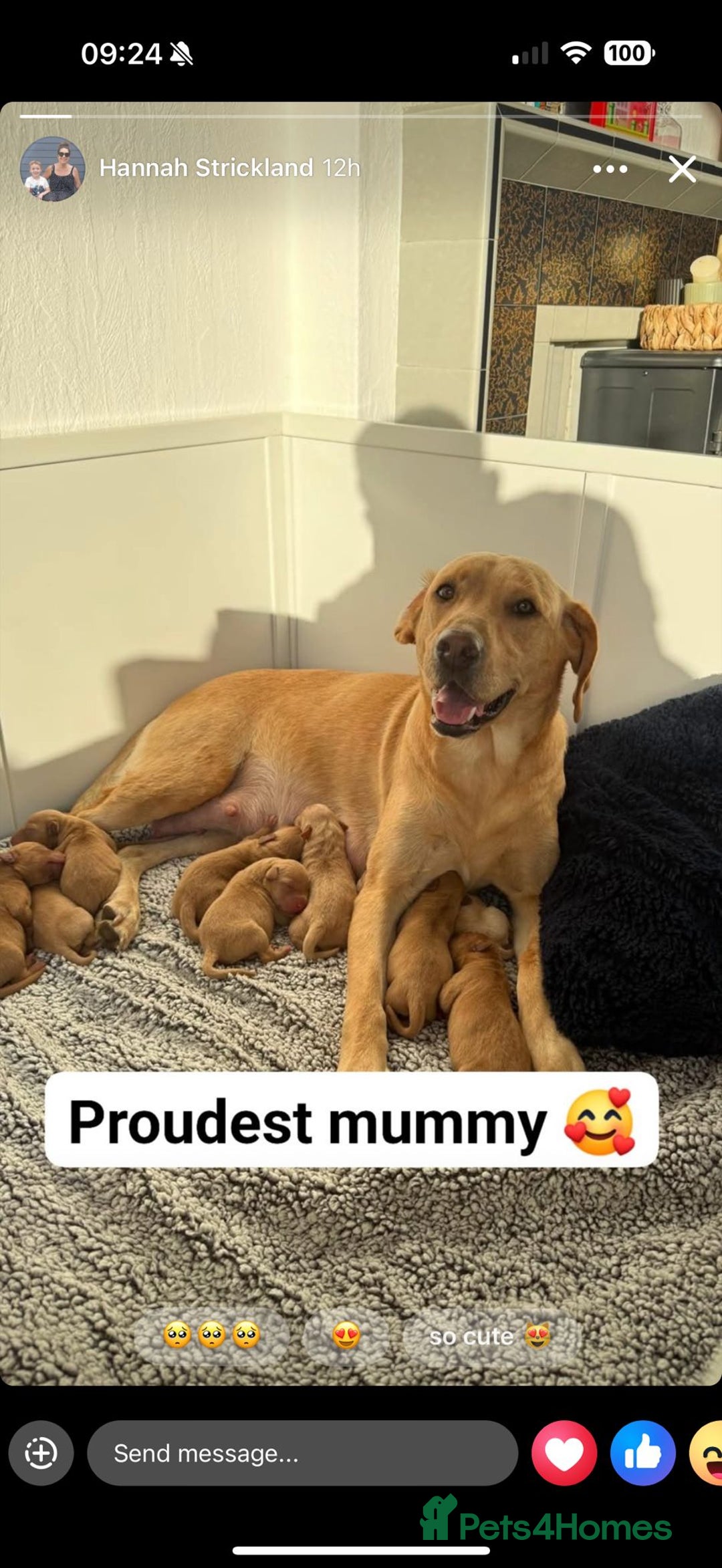 Labrador Retriever dogs for sale: Beautiful red fox KC registered labrador puppies  - Image 9