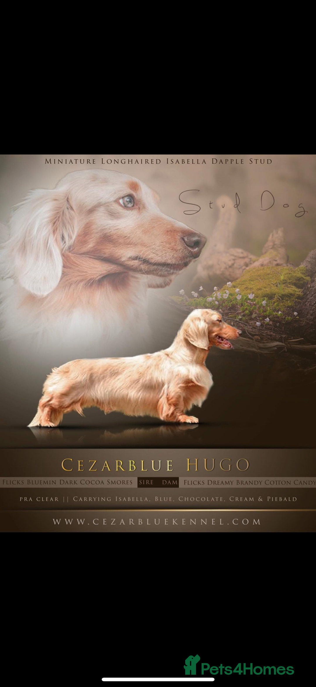 Miniature Dachshund dogs for sale: Longhaired miniature dachshund  - Advert 8