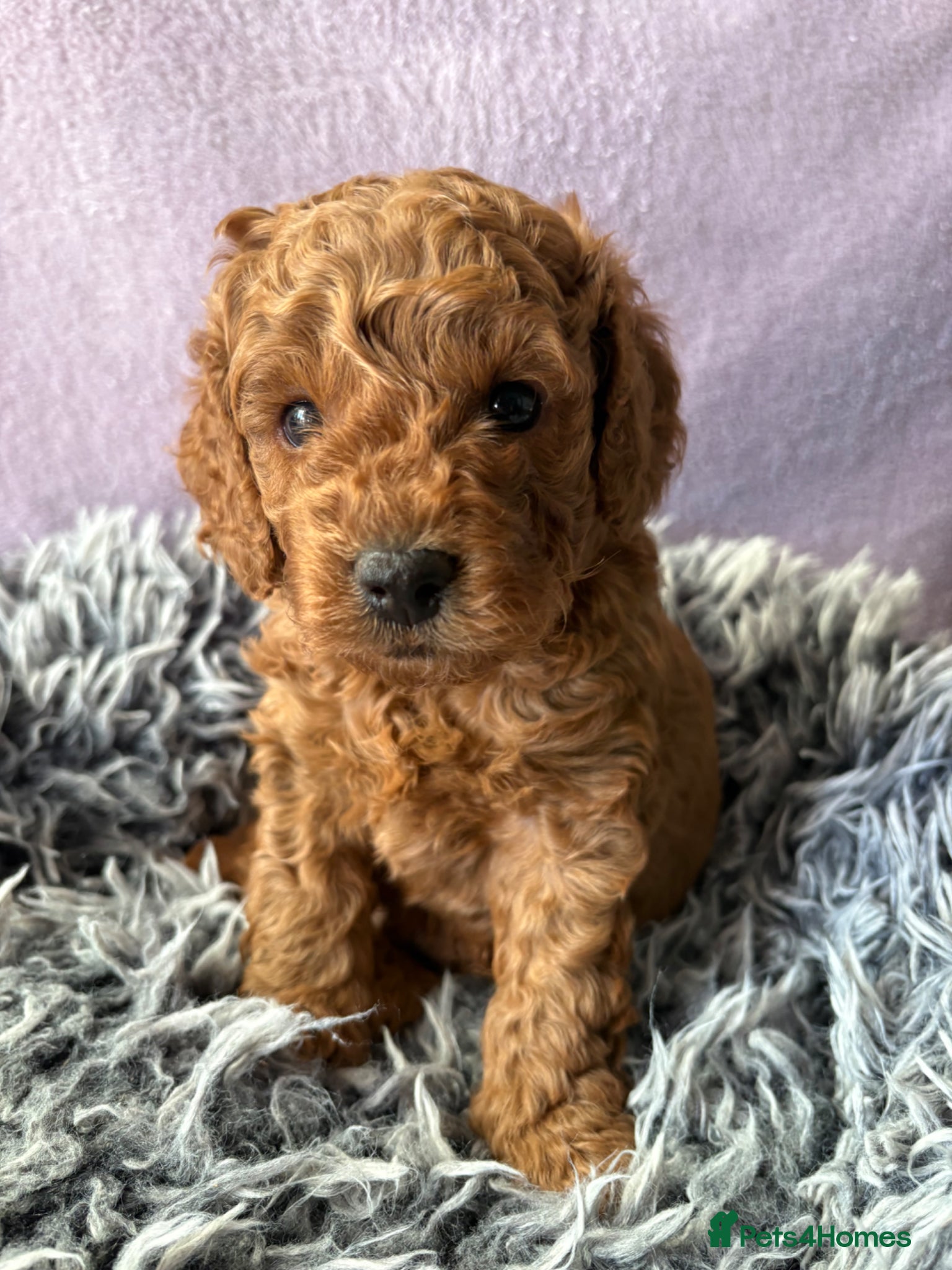 Cockapoo dogs Beautiful Cockapoo puppies, both parents DNAtested - Advert 1