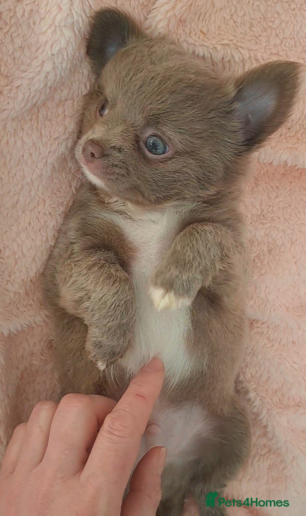 Chihuahua dogs One long coat chihuahua male now available - Advert 11