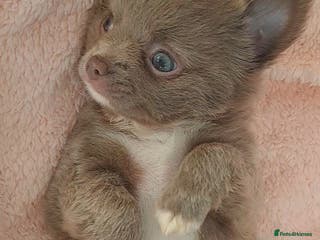 Chihuahua dogs One long coat chihuahua male now available - Advert 11