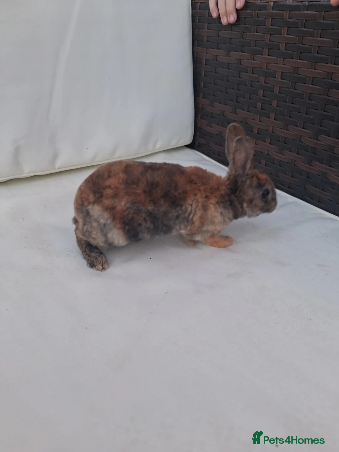 Rex rabbits for sale: Baby rabbits ready to go  in Swadlincote - Advert 9