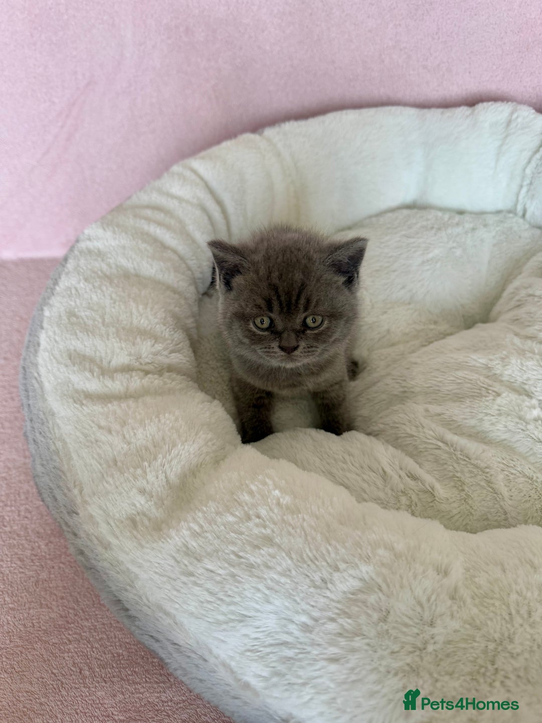 British Shorthair cats for sale: British shorthair kitten  - Image 7