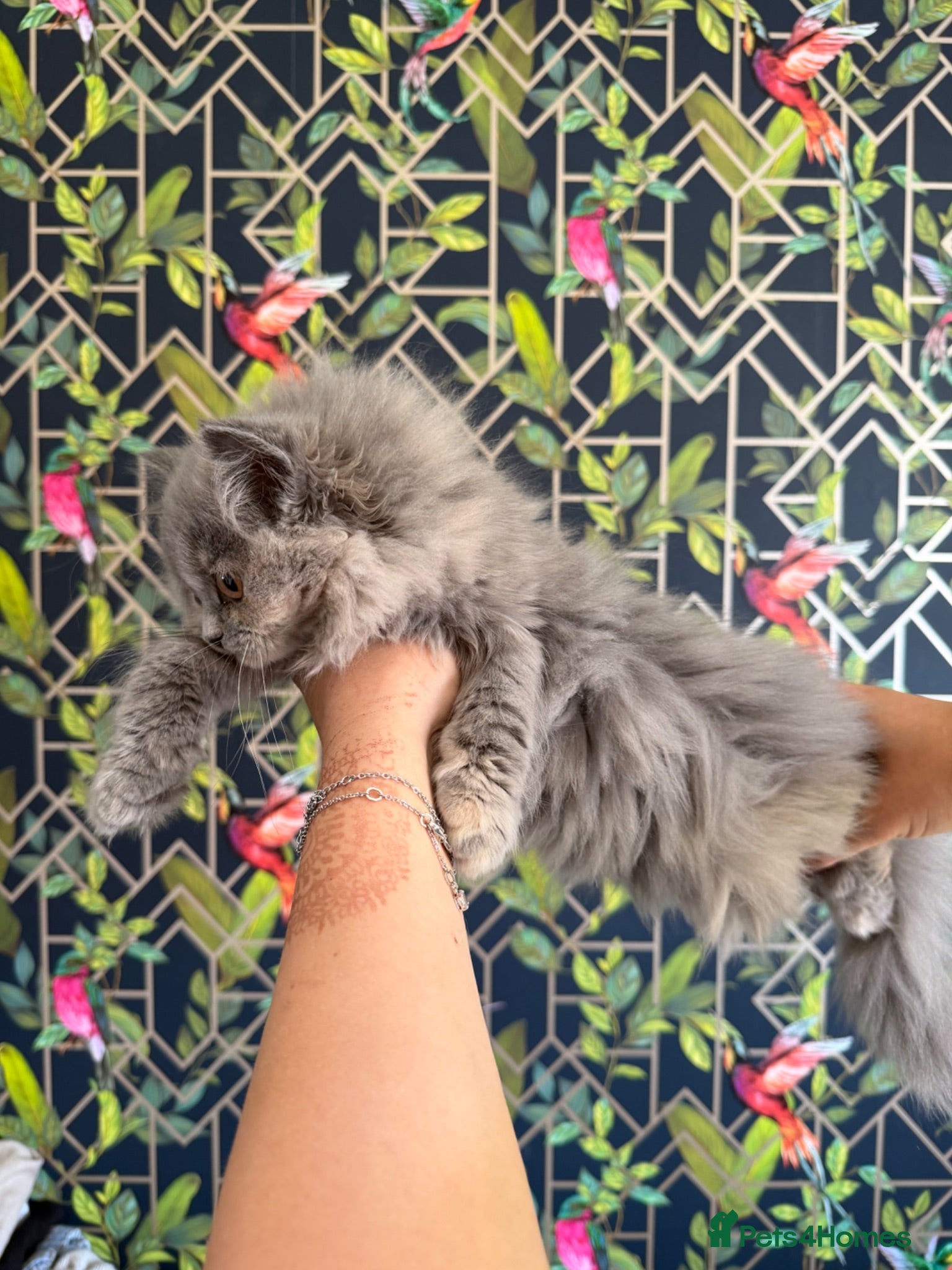 Persian cats last girl and boy  - Advert 11