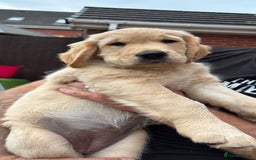 Golden Retriever dogs for sale: Ready now - Golden Retriever Puppies  - Image 3