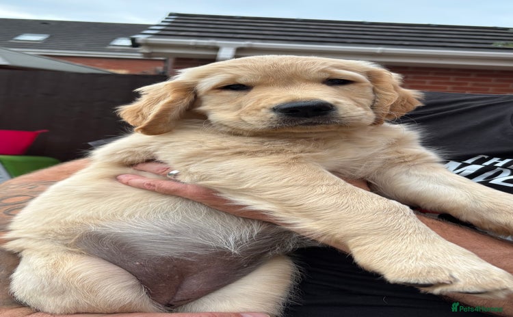 Golden Retriever dogs - Advert 10