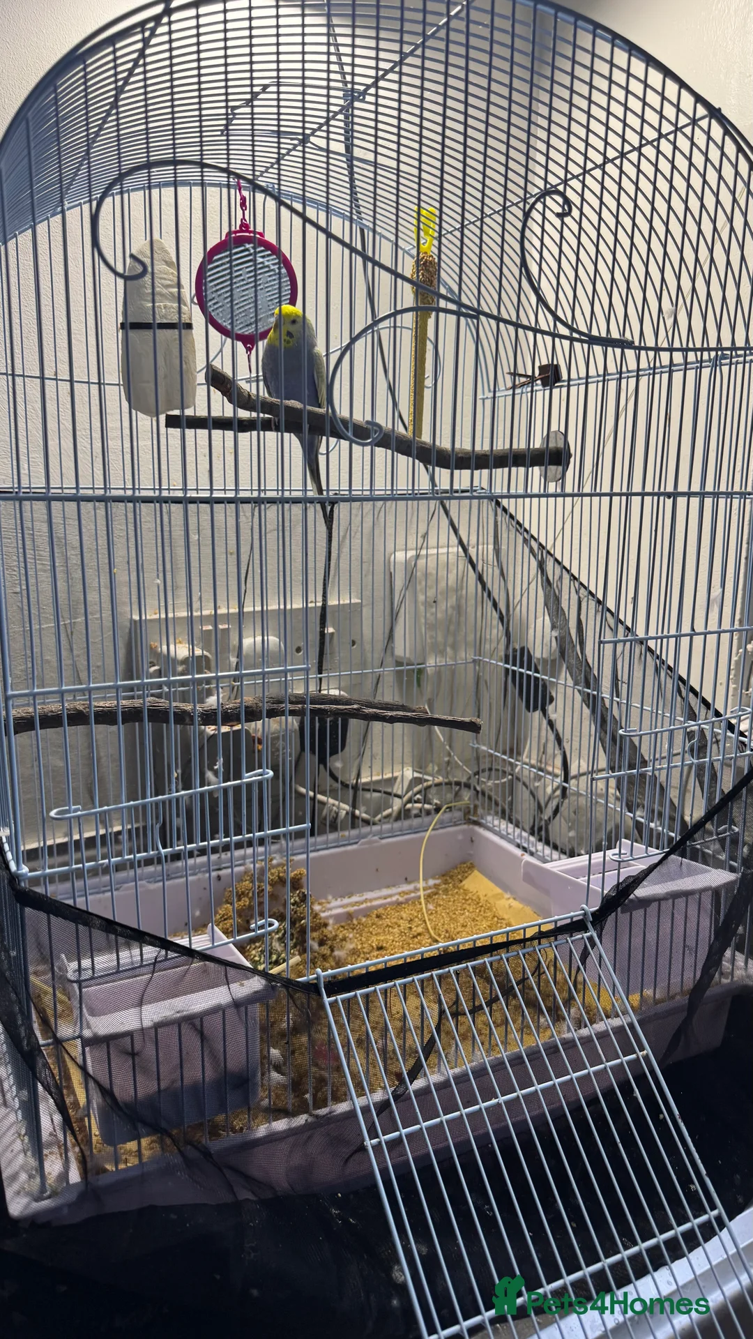 Budgerigars birds for sale: Budgie Young male - Advert 2