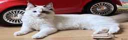 Ragdoll cats for sale: Female Ragdoll For Sale - Advert 2