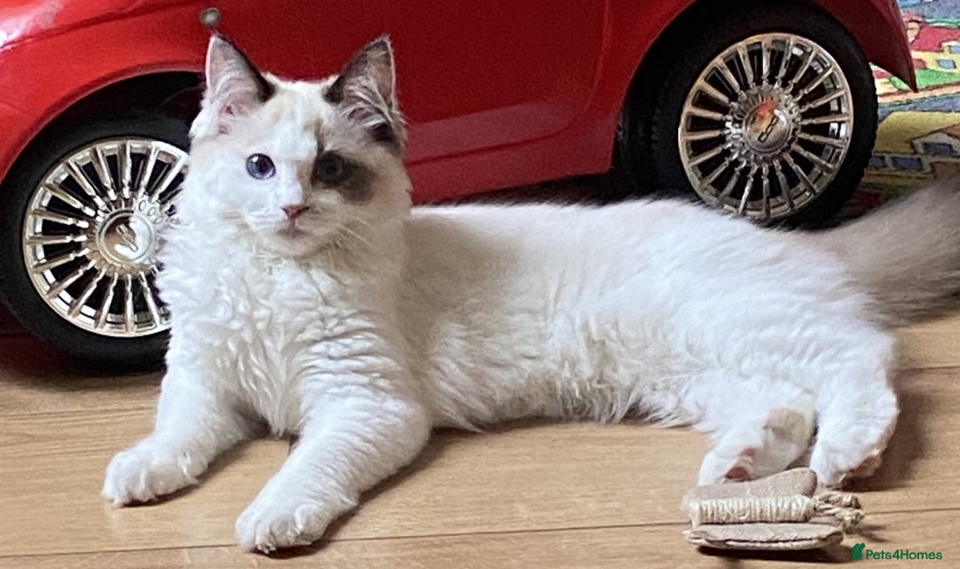 Ragdoll cats for sale: Female Ragdoll For Sale - Advert 2