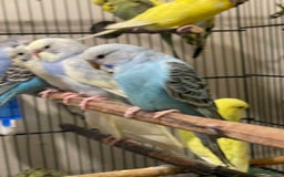 Budgerigars birds for sale: Budgies  - Advert 9