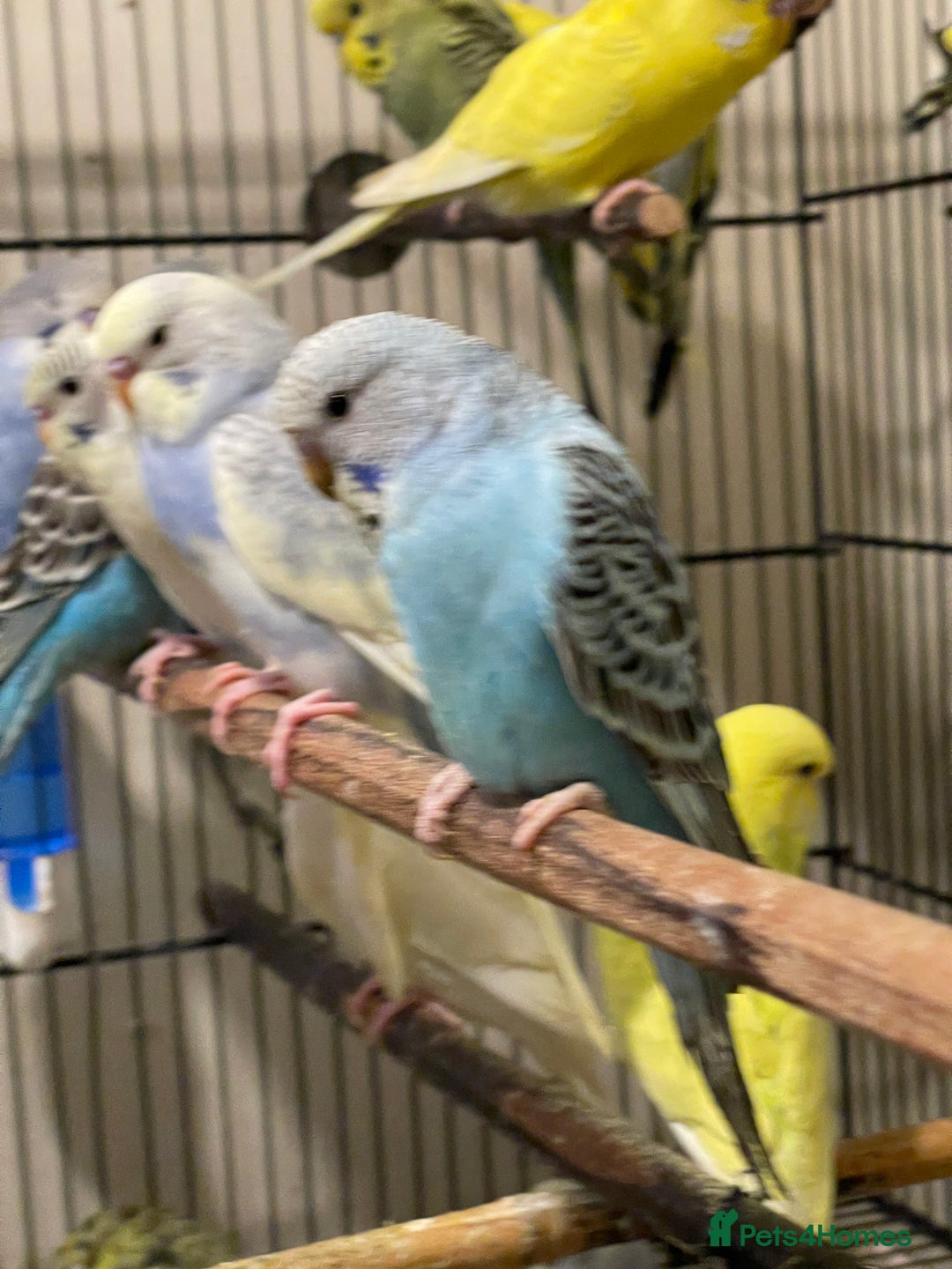 Budgerigars birds for sale: Budgies  - Advert 9