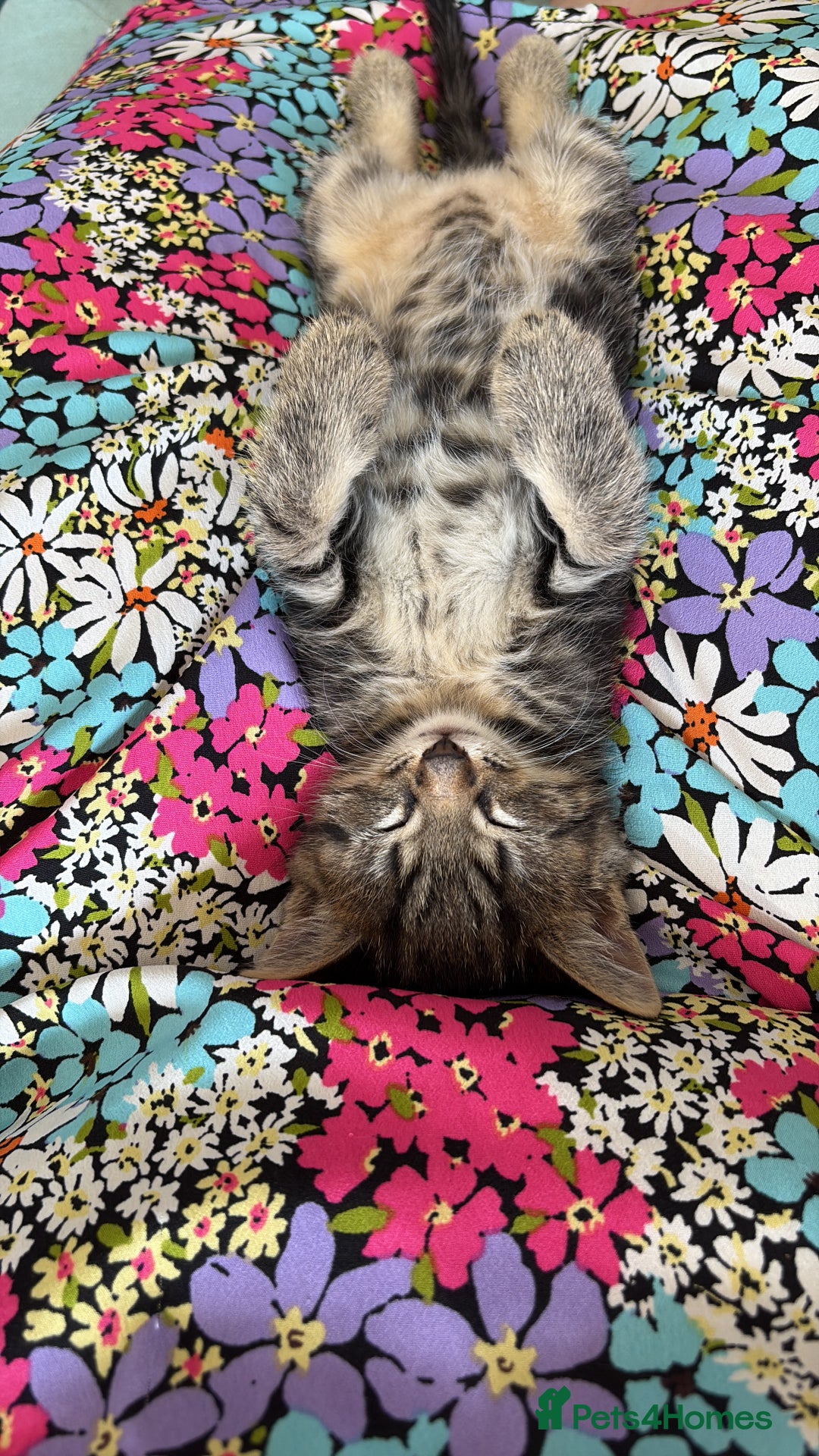 Domestic Shorthair cats for sale: 1 boy and 1 girl tabby and tortoiseshell - Image 3