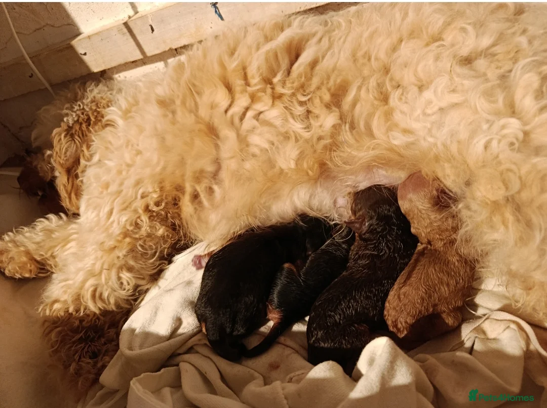 Cockapoo dogs for sale: Cockapoo puppies  - Advert 3