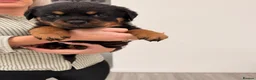 Rottweiler dogs for sale: Traditional type  KC Registered Rottweiler pups  - Advert 9