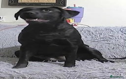 Labrador Retriever dogs for stud: Looking for a stud for my 3yr old lab - Image 7