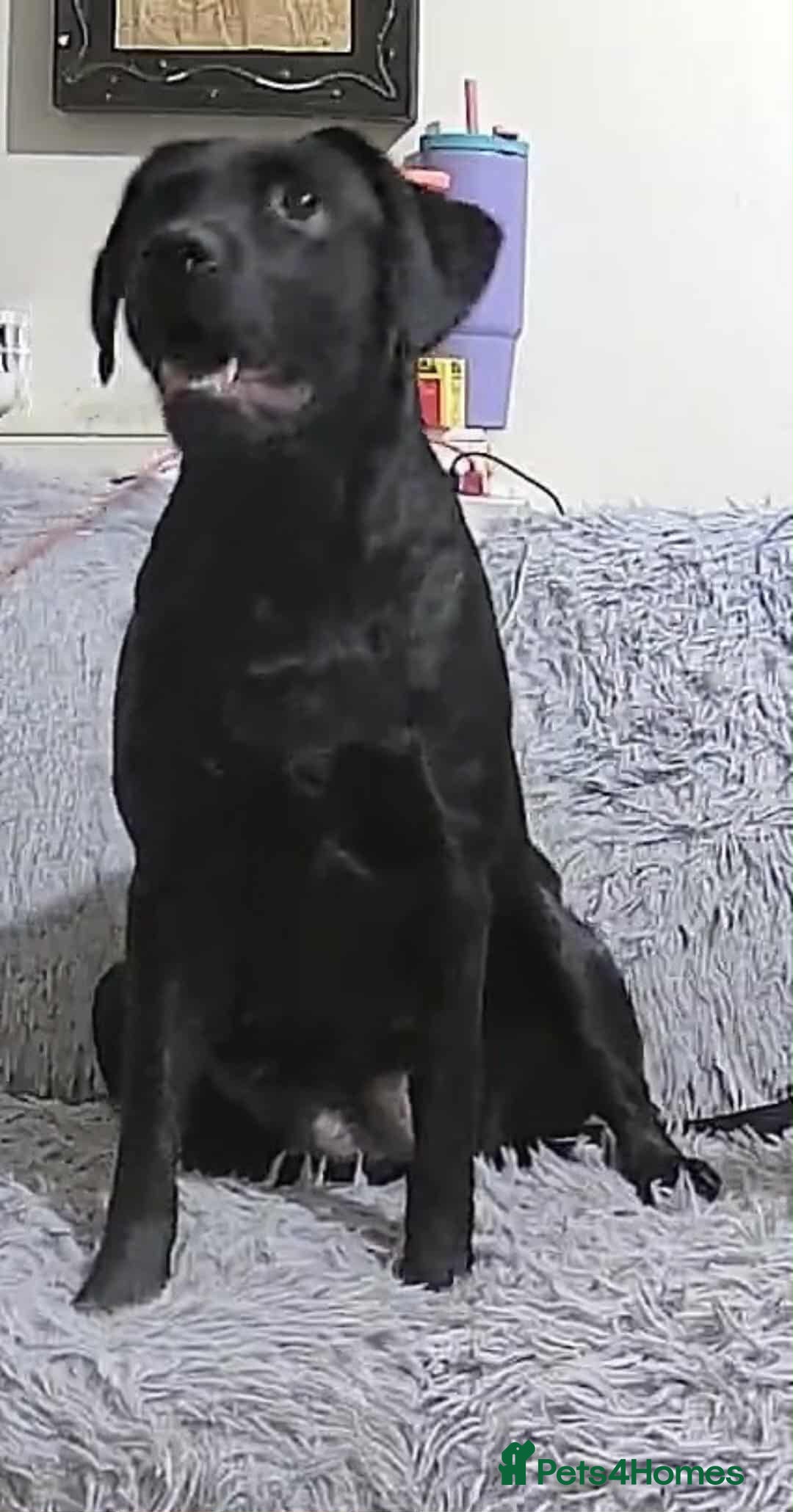 Labrador Retriever dogs for stud: Looking for a stud for my 3yr old lab - Image 7