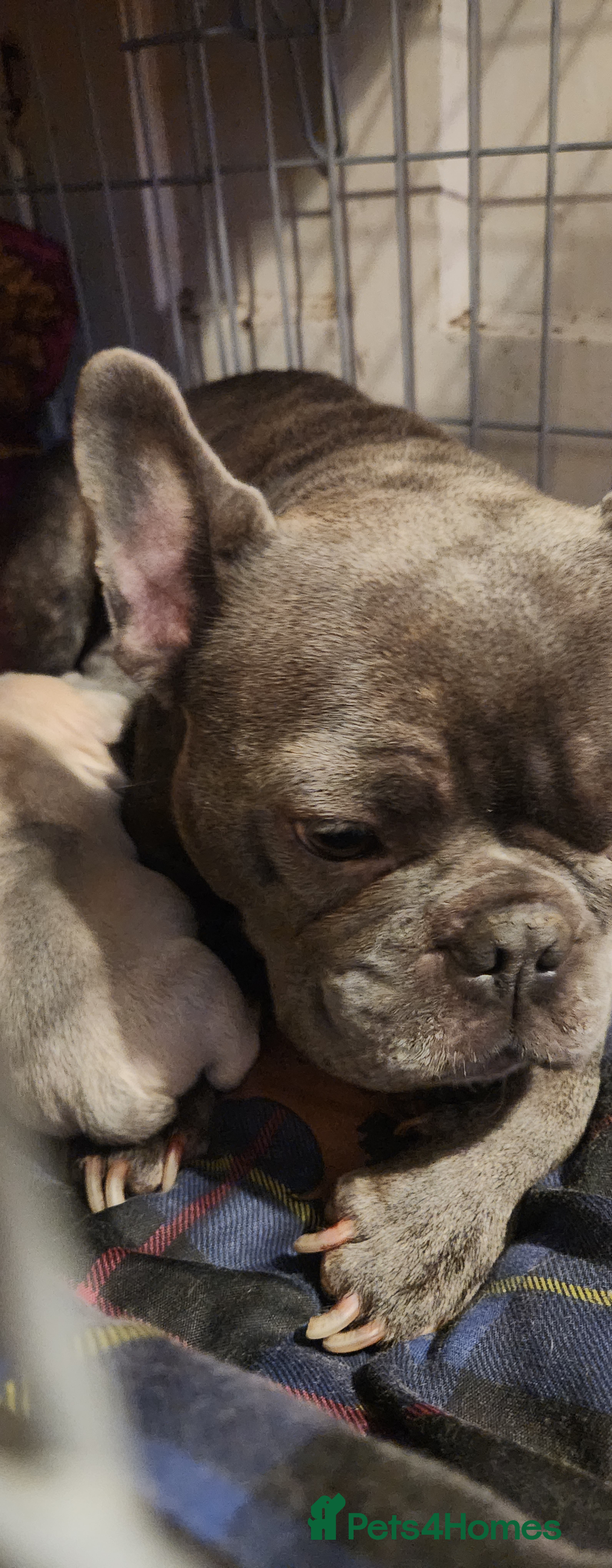 French Bulldog dogs French bulldog  - Advert 3