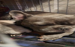 French Bulldog dogs for sale: French bulldog  - Image 1