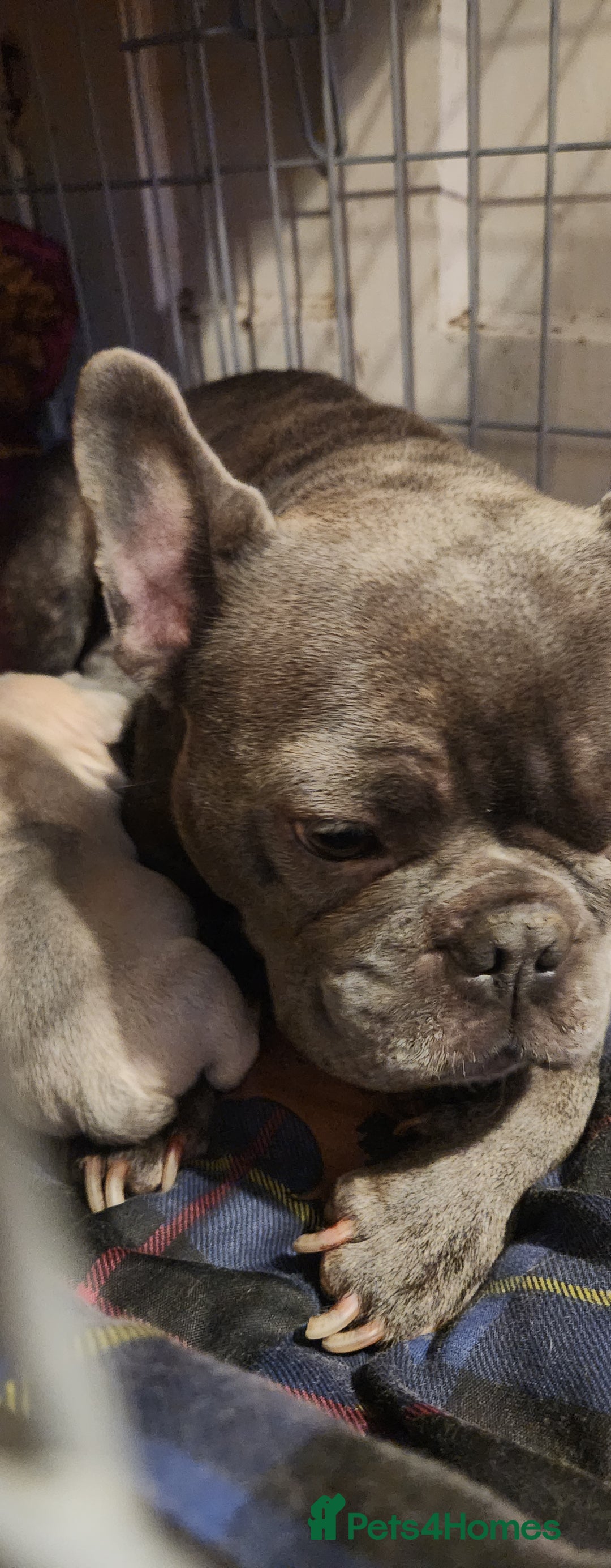 French Bulldog dogs for sale: French bulldog  - Image 1