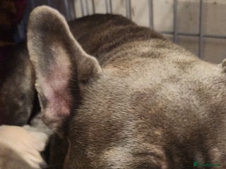 French Bulldog dogs - Advert 10