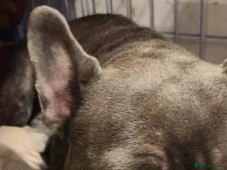 French Bulldog dogs French bulldog - Advert 9