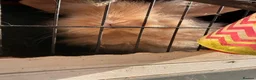 Mixed Breed rabbits for sale: Rabbits for sale  - Advert 2