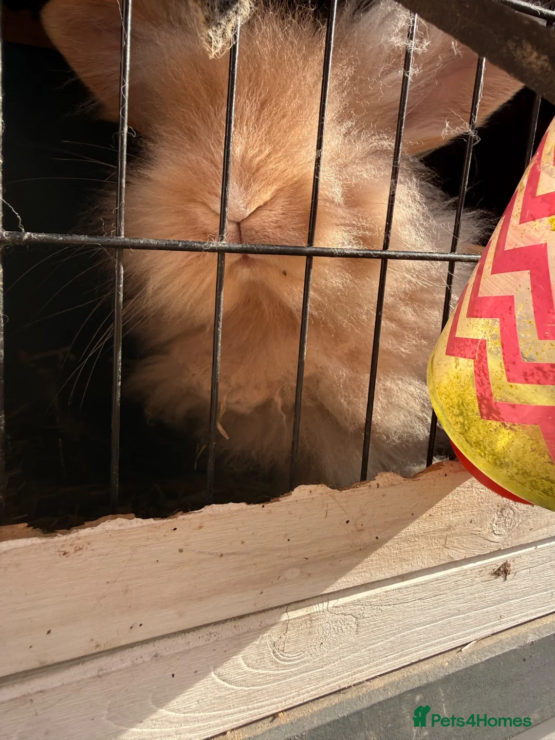 Mixed Breed rabbits for sale: Rabbits for sale  - Advert 2