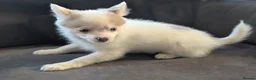 Pomsky dogs for sale: Stunning F3 Pomsky Puppies! - Advert 22