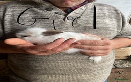 Mini Lop rabbits for sale: 3 beautiful girl baby bunnies  - Image 10