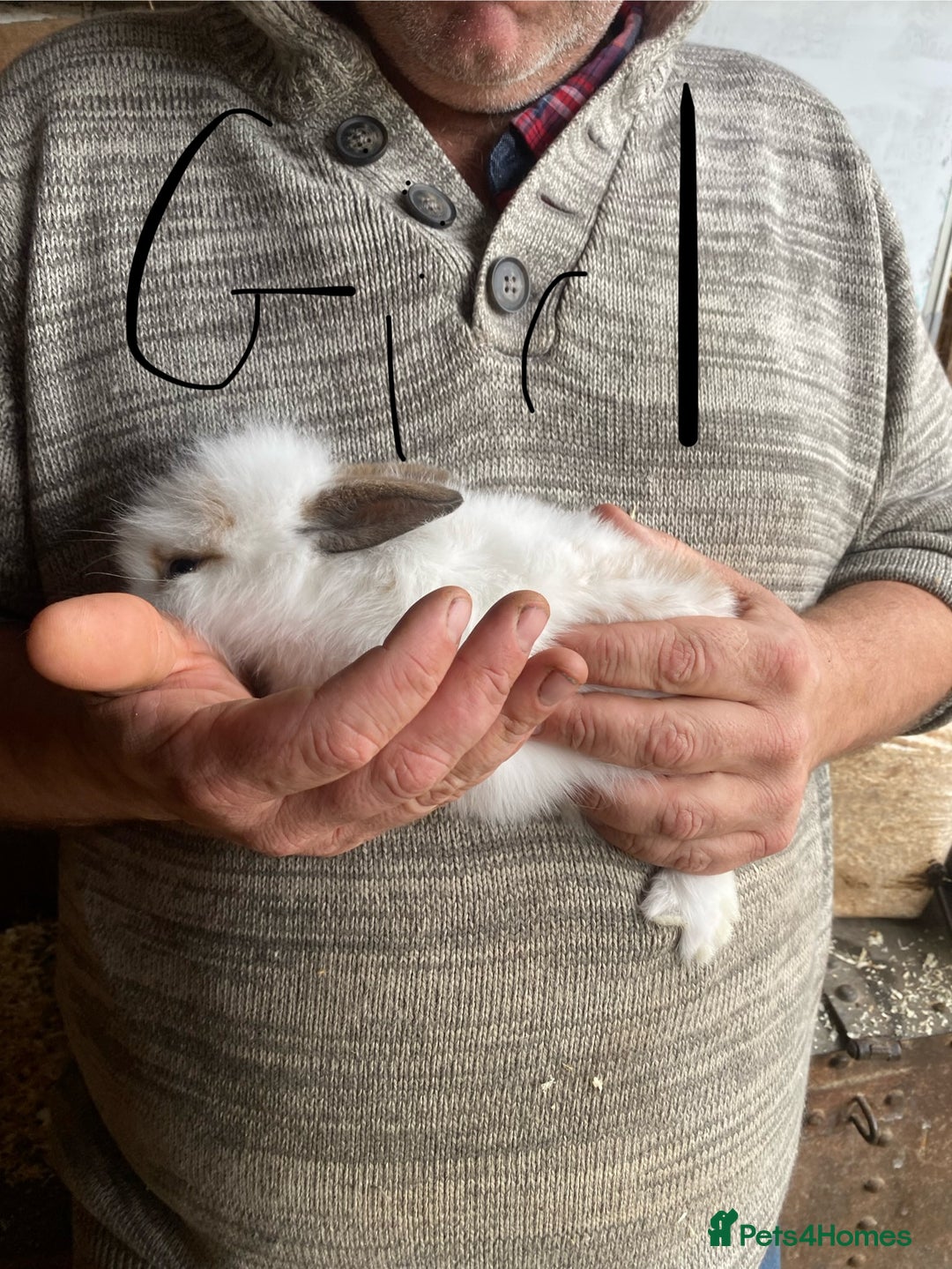 Mini Lop rabbits for sale: 3 beautiful girl baby bunnies  - Image 10