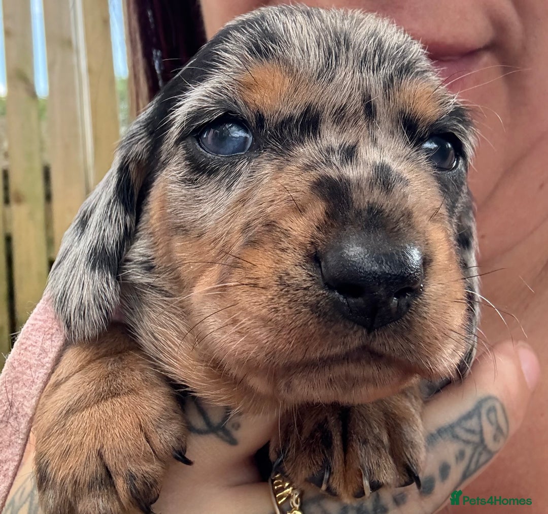 Miniature Dachshund dogs for sale: Miniature dapple dachshund  - Image 25