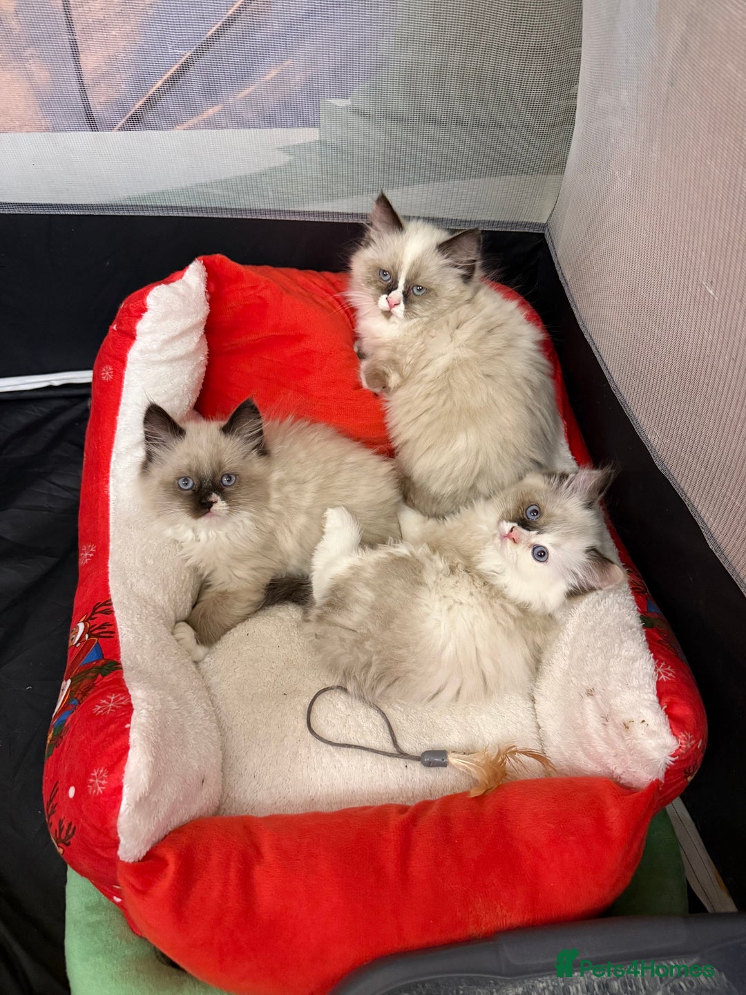 Ragdoll cats for sale: Beautiful Ragdolls kittens  - Advert 2