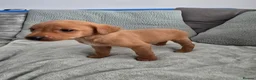 Labrador Retriever dogs for sale: Fox red labrador puppies  in Sunderland - Advert 6