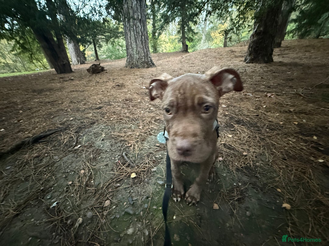 Mixed Breed dogs for sale: Kruz the adventures puppy - Advert 5