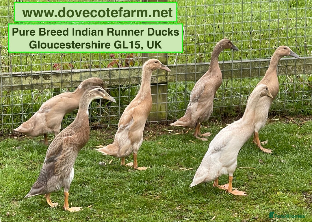 Ducks poultry for sale: INDIAN RUNNER PURE BREED DUCKS, DUCKLINGS & DRAKES - Image 4