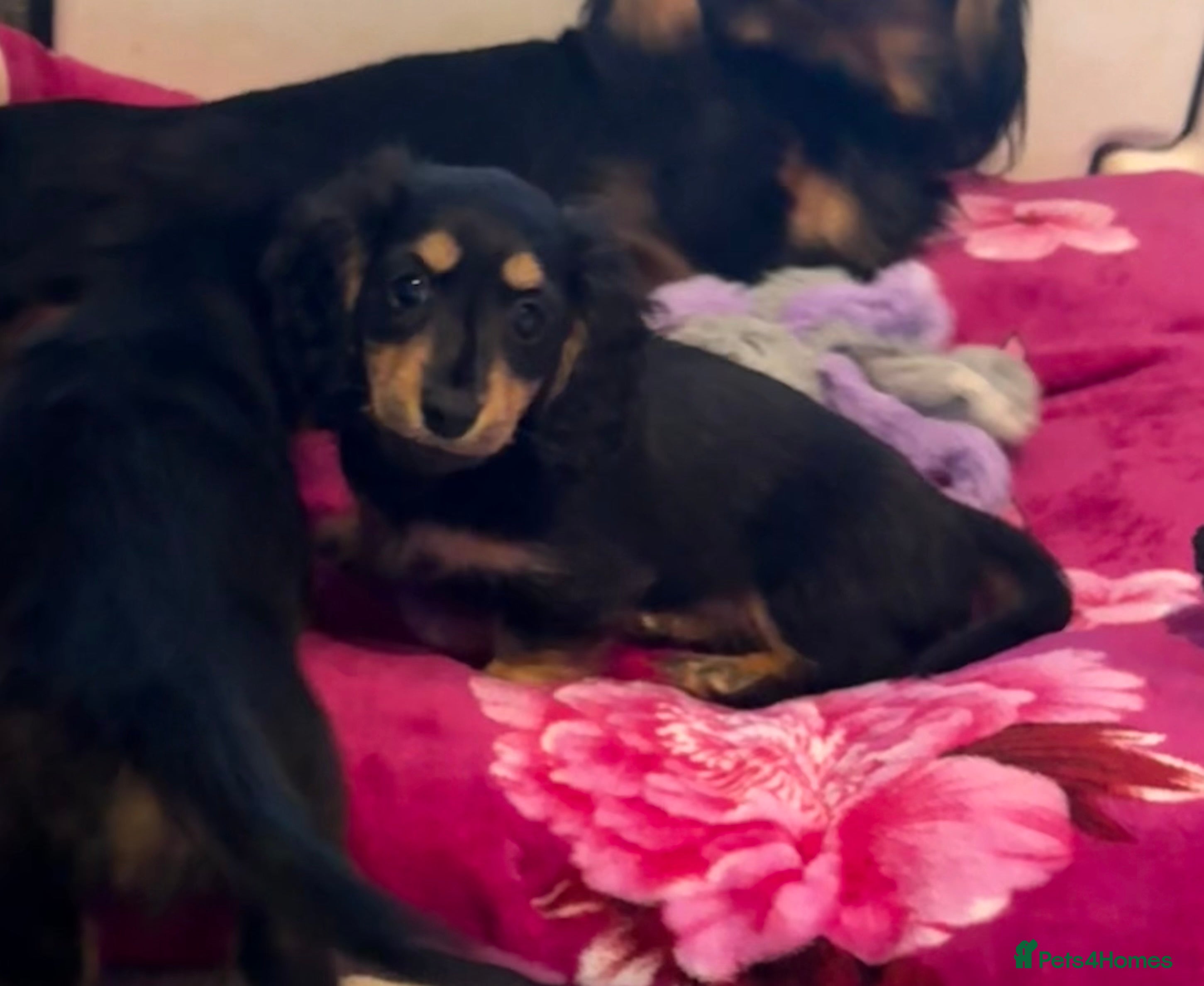 Miniature Dachshund dogs Beautiful Miniture long haired dachshund girl  - Advert 1