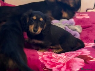 Miniature Dachshund dogs Beautiful Miniture long haired dachshund girl - Advert 1