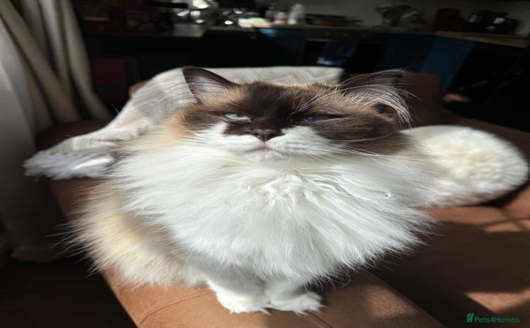 Ragdoll cats - Advert 1