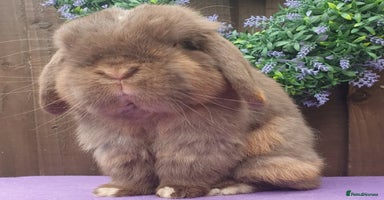 Mini Lop rabbits - Advert 2