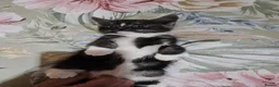 Mixed Breed cats for sale: Gorgeous kittens  - Advert 4