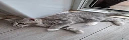 Mixed Breed cats for sale: MS BOGDANOVA  - Advert 7