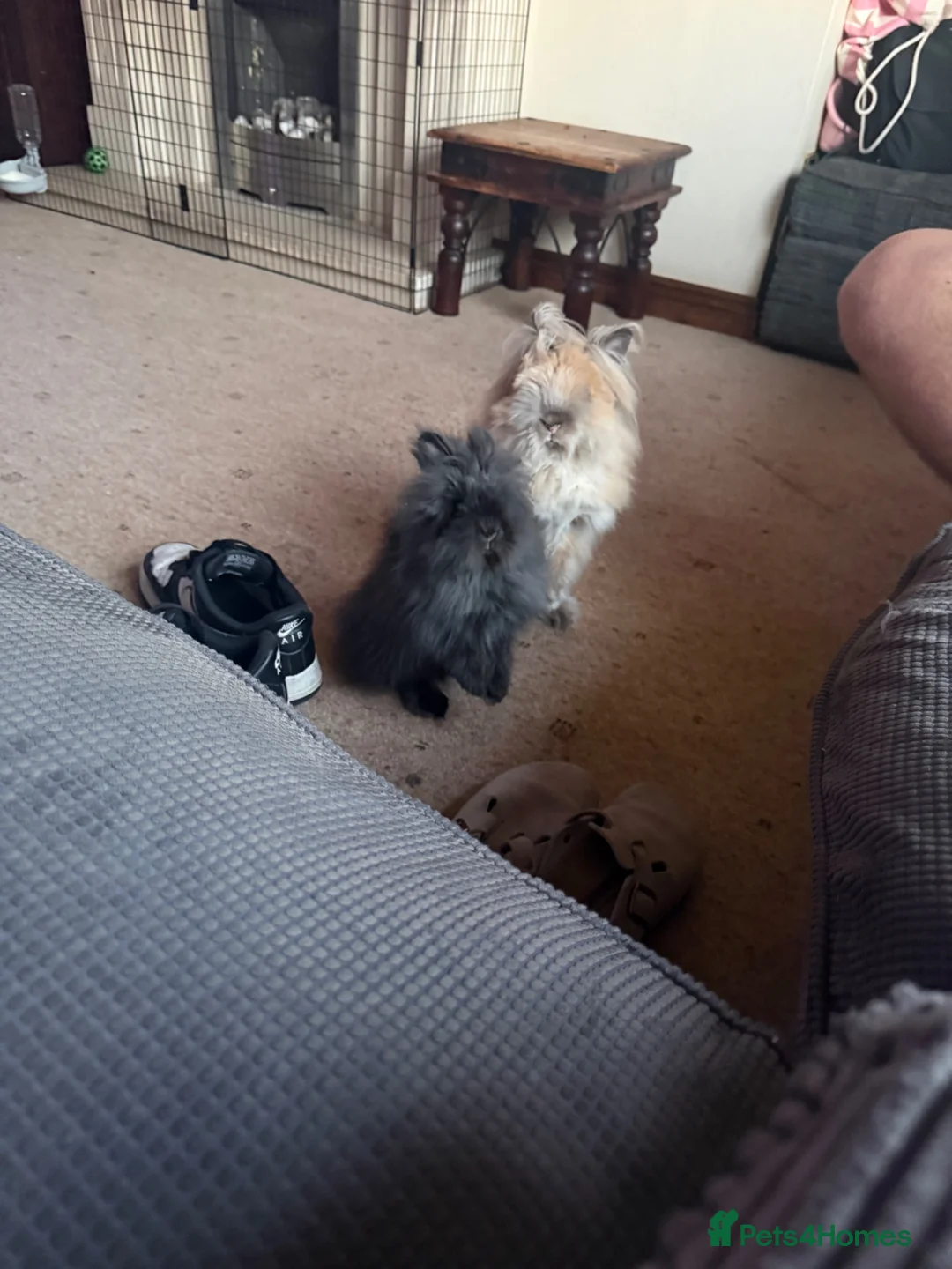 Lionhead rabbits for sale: 2 x bonded female double maned lionhead rabbits - Advert 2