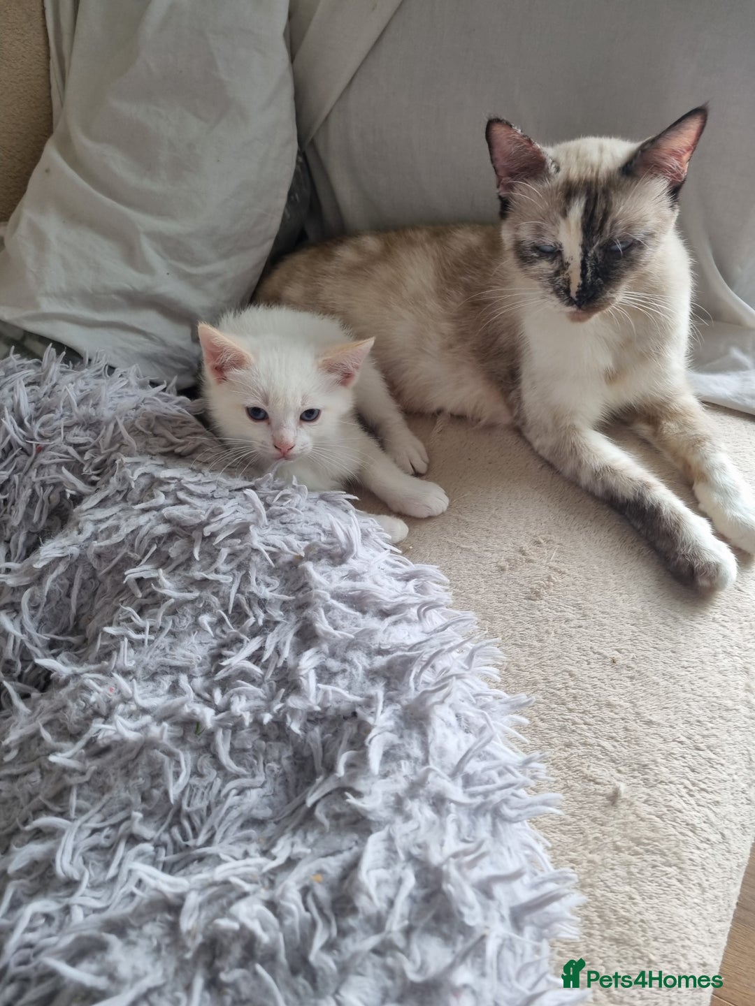 Siamese cats for sale: Flame point siamese  - Advert 3