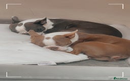 Boston Terrier dogs for sale: Stunning rainbow litter born 5/8/35 - Image 2