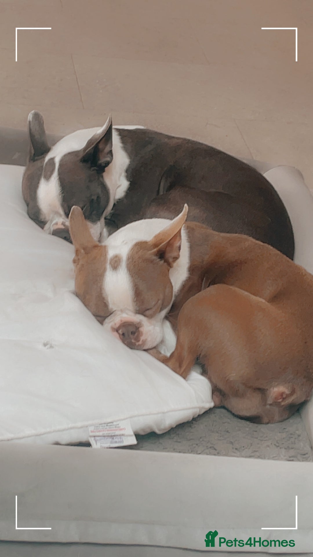 Boston Terrier dogs for sale: Stunning rainbow litter born 5/8/35 - Image 2