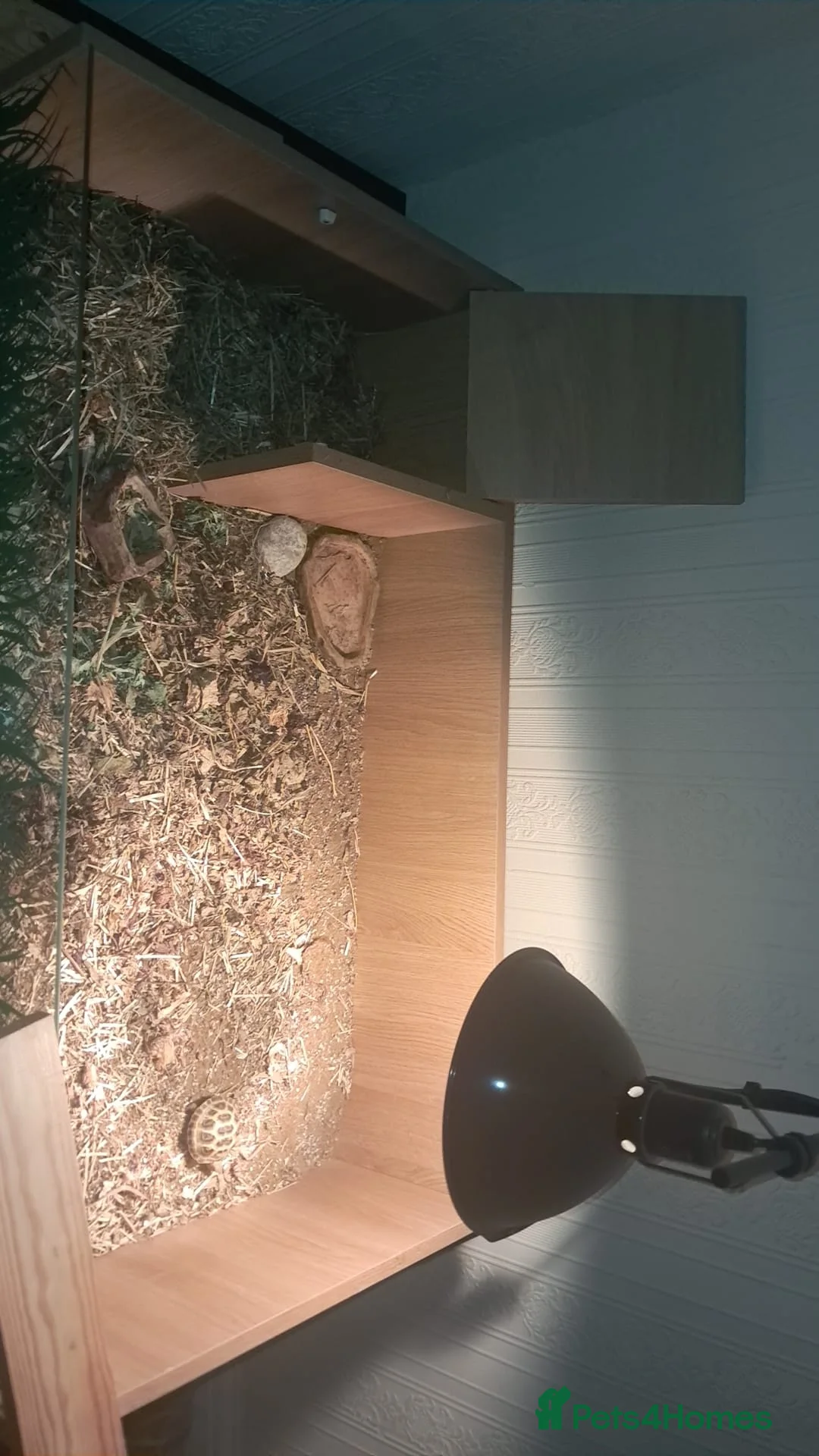 Tortoise reptiles for sale: Tortoise and enclosure in Halesowen - Advert 5