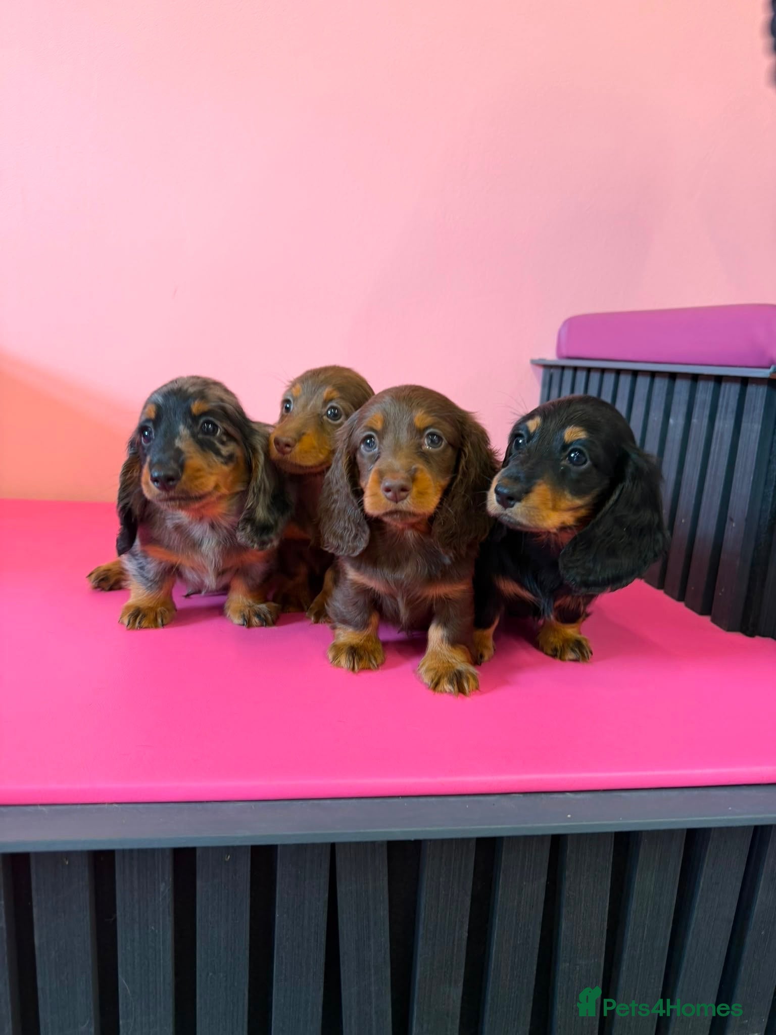 Miniature Dachshund dogs KC MINIATURE LONG HAIRED DACHSHUNDS  - Advert 7