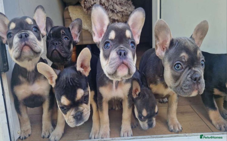French Bulldog dogs - Advert 4