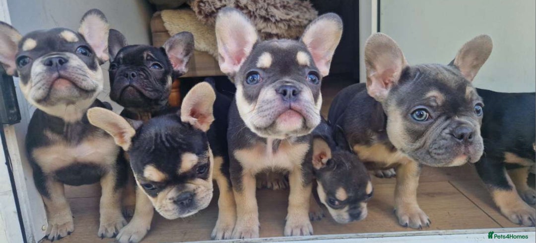 French Bulldog dogs for sale: FRENCH BULLDOG PUPPIES READY NOW!   🐾 - Image 1
